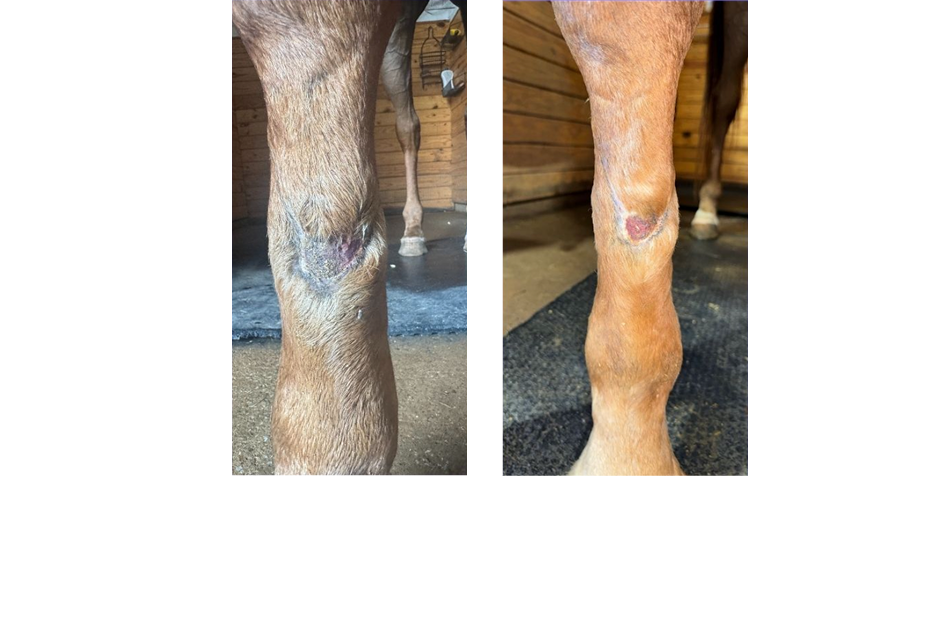 25-year-old gelding