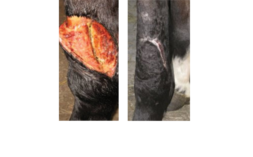 2-year-old horse