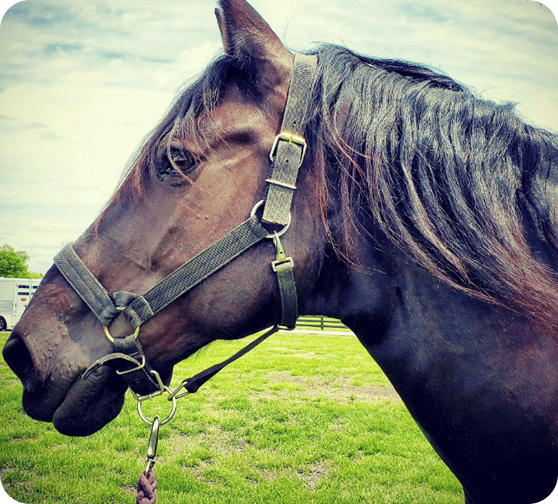 A horse resting quietly in a green pasture